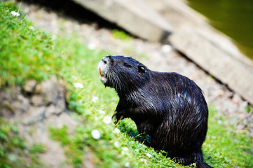 Nutria in river habitat.