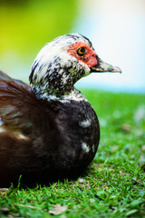 Duck on green grass