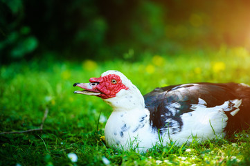 Duck on green grass