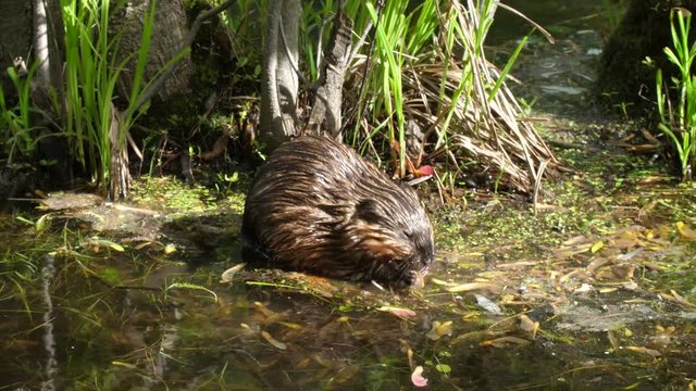 Baby beaver eats in the water
