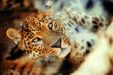 Portrait of a beautiful leopard