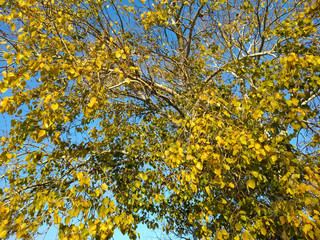 Autumn concept.  Branches with yellow leaves under the blue sky