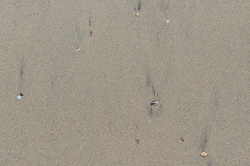 wet brown sand as background and texture