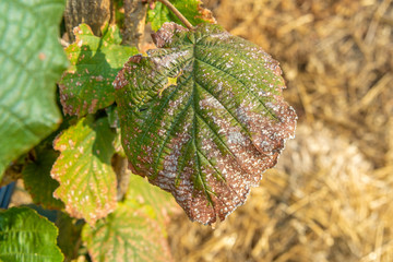 Damaged nut garden diseases. Closeup of hazelnut leaves with caterpillar holes