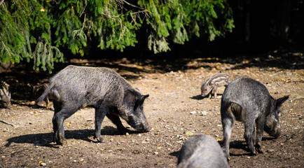 Wild boar in forest