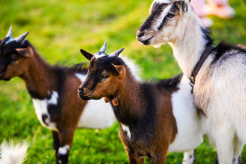 Brown baby goat kids stand in summer grass. Cute with funny.