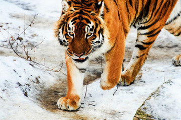 Beautiful Amur tiger on snow. Tiger in winter. Wildlife scene with danger animal.