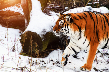 Beautiful Amur tiger on snow. Tiger in winter. Wildlife scene with danger animal.