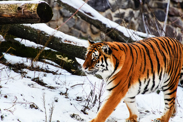 Beautiful Amur tiger on snow. Tiger in winter. Wildlife scene with danger animal.