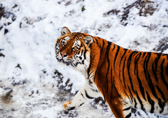 Fototapeta na wymiar Beautiful Amur tiger on snow. Tiger in winter. Wildlife scene with danger animal.