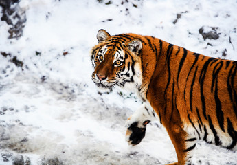 Beautiful Amur tiger on snow. Tiger in winter. Wildlife scene with danger animal.