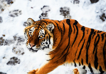 Fototapeta na wymiar Beautiful Amur tiger on snow. Tiger in winter. Wildlife scene with danger animal.