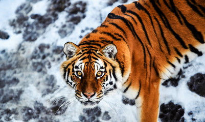 Beautiful Amur tiger on snow. Tiger in winter. Wildlife scene with danger animal.