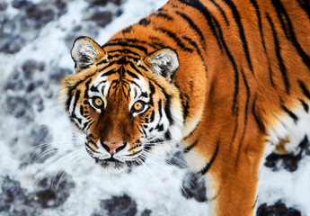 Beautiful Amur tiger on snow. Tiger in winter. Wildlife scene with danger animal.