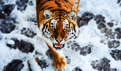 Beautiful Amur tiger on snow. Tiger in winter. Wildlife scene with danger animal.