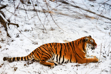 Beautiful Amur tiger on snow. Tiger in winter. Wildlife scene with danger animal.