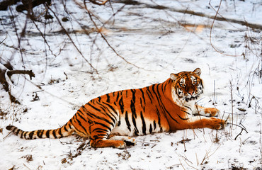 Beautiful Amur tiger on snow. Tiger in winter. Wildlife scene with danger animal.
