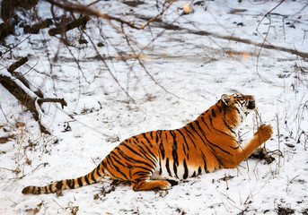 Beautiful Amur tiger on snow. Tiger in winter. Wildlife scene with danger animal.