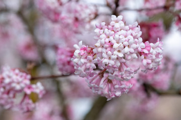 Viburnum bodnantense 'Dawn'