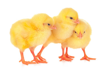 Group of chickens isolated on a white background