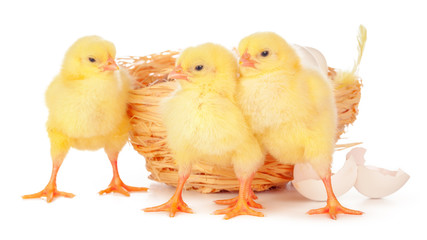 little chick and eggs in nest, isolated on the white