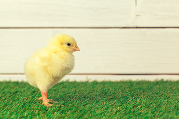 Little chicken on the grass