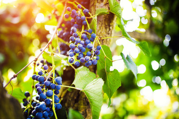 Branch of blue grapes growing in fields