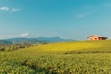 Landscape nature background green tea,Tea plantations in northern Thailand