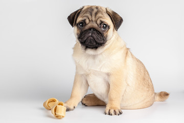 Obraz premium Pug dog isolated on a white background