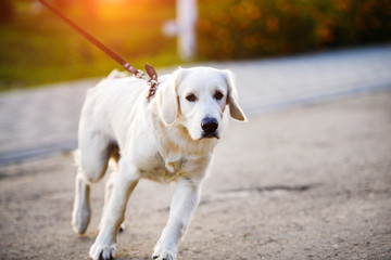 Golden retriever dog puppy in the park