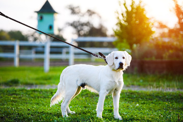Obraz na płótnie Canvas Golden retriever dog puppy in the park