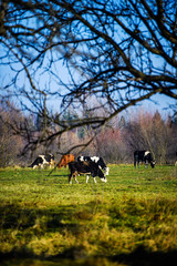 Cows is grazing in the mountains