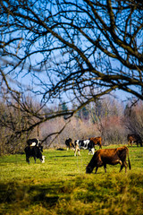 Cows is grazing in the mountains