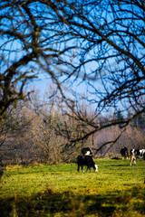 Cows is grazing in the mountains