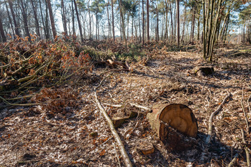 The forest after the felling of the trees