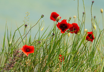 Red poppy flowers