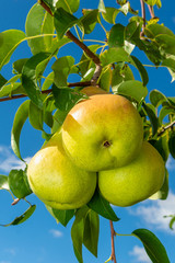 ripe fruit of pears hang on a tree branch close-up macro. Harvesting in the fall