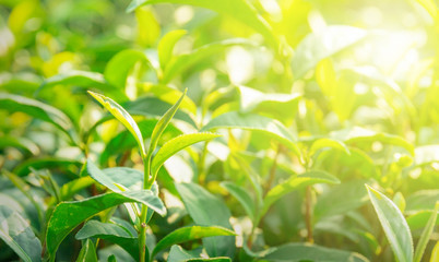 Nature backgrounds Green tea leaves in the morning sun