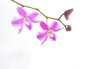 Obraz na płótnie Canvas pink Dendrobium orchids on white background