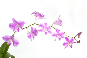 pink Dendrobium orchids on white background