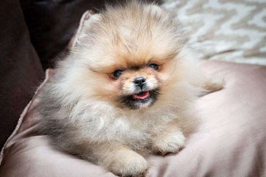 Cream Pomeranian Dog Black Border Satin Feel Cushion Cover With Pil AD-PO94-CSB 