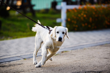 Golden retriever dog in the park