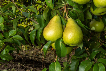 ripe fruit of pears hang on a tree branch close-up macro. Harvesting in the fall