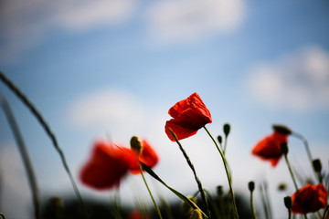 beautiful bright red poppy flowers with blue sky in background