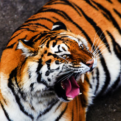Fototapeta na wymiar Great tiger male