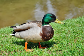 Naklejka na ściany i meble Wild duck on the green grass near the lake