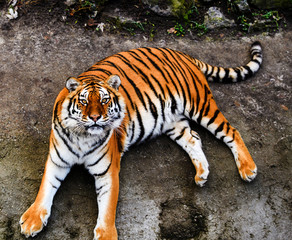 Great tiger male