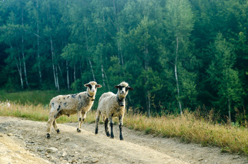 Fototapeta premium Two young sheep road