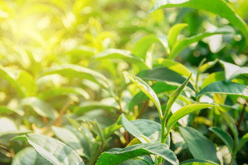 Nature backgrounds Green tea leaves in the morning sun