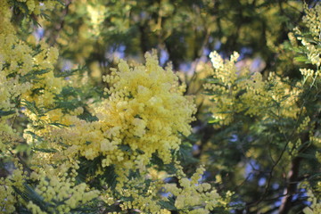 Mimosas printemps - Côte d'Azur